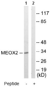 All lanes : Anti-MEOX 2 antibody (ab65083) at 1/500 dilutionLane 1 : Extracts from COLO205 cellsLane 2 : Extracts from COLO205 cells with immunising peptide at 10 µgLysates/proteins at 30 µg per lane.