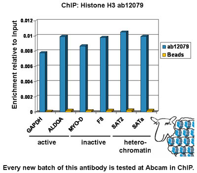 Chromatin was prepared from U2OS cells according to the Abcam X-ChIP protocol. Cells were fixed with formaldehyde for 10 min. The  ChIP was performed with 25 µg of chromatin, 2 µg of  ab12079 (blue), and 20 µl of protein A/G sepharose beads. No antibody was added to the beads control (yellow). The immunoprecipitated DNA was quantified by real time PCR (Taqman approach for active and inactive loci, Sybr green approach for heterochromatic loci). Primers and probes are located in the first kb of the transcribed region. 