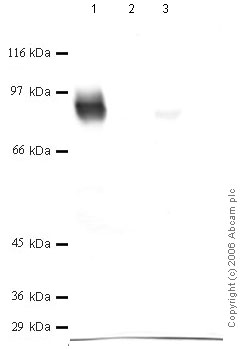 All lanes : Anti-Meprin alpha antibody (ab42734) at 1/1000 dilutionLane 1 : recombinant Human Mepirn alpha at 0.05 µgLane 2 : Negative controlLane 3 : recombinant Human Mepirn beta at 0.05 µg