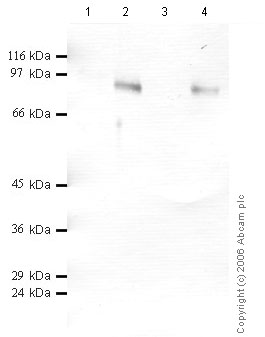 All lanes : Anti-Meprin alpha antibody (ab42735) at 1/1000 dilutionLane 1 : Negative controlLane 2 : Human recombinant Meprin alpha at 0.2 µgLane 3 : Negative controlLane 4 : Human recombinant Meprin alpha at 0.1 µg