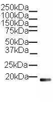 Anti-Histone H3 antibody - ChIP Grade (ab12079) at 0.5 µg/ml + HeLa Cell Histone prep at 5 µgSecondaryRabbit Anti-Goat IgG H&L (HRP) (ab6741) at 1/5000 dilutionPerformed under reducing conditions.