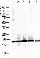 All lanes : Anti-Histone H3 antibody - ChIP Grade (ab12079) at 1 µg/mlLane 1 : Chicken S1:29 Cell lysate at 10 µgLane 2 : CHO Cell lysate at 10 µgLane 3 : Dog MDCK Cell lysate at 10 µgLane 4 : Mouse 3T3 Whole Cell LysateLane 5 : Xenopus embryo Cell lysate at 10 µgSecondaryAlexa Fluor 680 Rabbit anti-Goat IgG at 1/10000 dilutionPerformed under reducing conditions.