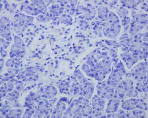 Immunohistochemical analysis of paraffin embedded normal Human pancreas tissue using ab134109 showing -ve staining.