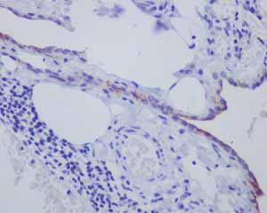 Immunohistochemical analysis of paraffin embedded Human Greator omentum tissue using ab134109 showing +ve staining.
