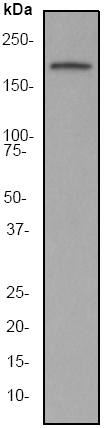 Anti-Met (c-Met) antibody [EP1454Y] (ab51067) at 1/2000 dilution + 293 cell lysate at 10 µgSecondaryGoat anti-Rabbit HRP labeled at 1/2000 dilution
