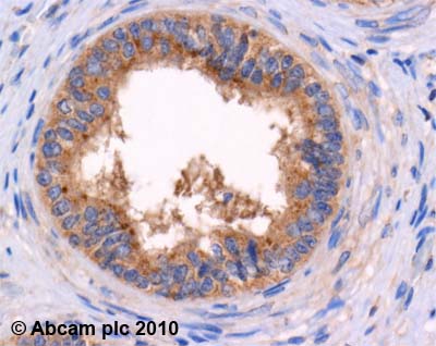 ab22620 (4µg/ml) staining met enkephalin in human testis using an automated system (DAKO Autostainer Plus). Using this protocol there is cytoplasmic staining of seminal vesicles.Sections were rehydrated and antigen retrieved with the Dako 3 in 1 AR buffer EDTA pH 9.0 in a DAKO PT link. Slides were peroxidase blocked in 3% H2O2 in methanol for 10 mins. They were then blocked with Dako Protein block for 10 minutes (containing casein 0.25% in PBS) then incubated with primary antibody for 20 min and detected with Dako Envision Flex amplification kit for 30 minutes. Colorimetric detection was completed with Diaminobenzidine for 5 minutes. Slides were counterstained with Haematoxylin and coverslipped under DePeX. Please note that, for manual staining, optimization of primary antibody concentration and incubation time is recommended. Signal amplification may be required.