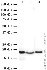 All lanes : Anti-Histone H3 antibody - Nuclear Loading Control (HRP) (ab21054) at 1/5000 dilutionLane 1 : NIH 3T3 (Mouse embryonic fibroblast cell line) Whole Cell Lysate (ab7179) at 10 µgLane 2 : Yeast S.cerevisiae Whole Cell Lysate at 10 µgLane 3 : Drosophila Embryo Nuclear Extract at 20 µgPerformed under reducing conditions.