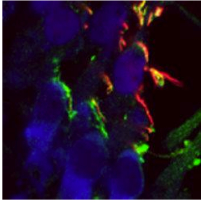 Immunohistochemistry analysis of Formaldehyde/methanol-fixed Adult mouse cochlear ganglions labeling Metabotropic Glutamate Receptor 3 with ab167464 at 1/100 (red); DAPI staining (blue).