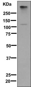 Anti-Metabotropic Glutamate Receptor 3 antibody [EPR9009(2)] (ab166608) at 1/1000 dilution + fetal brain lysate at 10 µgSecondaryHRP labelled goat anti-rabbit at 1/2000 dilution