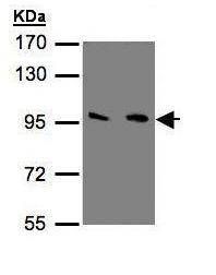 All lanes : Anti-Metabotropic Glutamate Receptor 3 antibody - C-terminal (ab137853) at 1/500 dilutionLane 1 : 293T whole cell lysateLane 2 : A431 whole cell lysateLysates/proteins at 30 µg per lane.