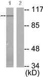 All lanes : Anti-Metabotropic Glutamate Receptor 4 antibody - C-terminal (ab139397) at 1/500 dilutionLane 1 : 293 cell lysate, treated with Forskolin 40 nM for 30 minutesLane 2 : 293 cell lysate, treated with Forskolin 40 nM for 30 minutes, and with the synthesized peptide.