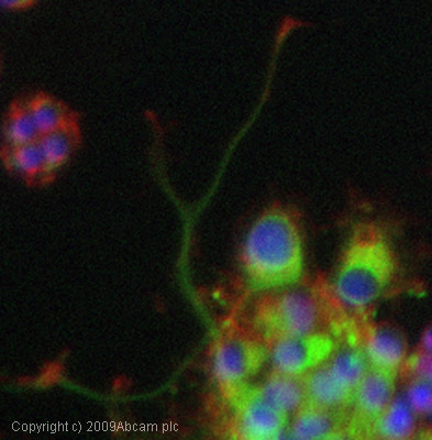 ICC/IF image of ab27190 stained PC12 cells. The cells were 100% methanol fixed (5 min) and then incubated in 1%BSA / 10% normal goat serum / 0.3M glycine in 0.1% PBS-Tween for 1h to permeabilise the cells and block non-specific protein-protein interactions. The cells were then incubated with the antibody (ab27190, 1æg/ml) overnight at +4øC. The secondary antibody (green)ÿwas Alexa Fluor© 488 goat anti-rabbit IgG (H+L) used at a 1/1000 dilution for 1h. Alexa Fluor© 594 WGA was used to label plasma membranes (red) at a 1/200 dilution for 1h. DAPI was used to stain the cell nuclei (blue) at a concentration of 1.43æM.