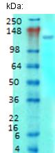 Anti-Metabotropic Glutamate Receptor 5 antibody [S75-33] (ab134271) at 1/1000 dilution + Rat brain membrane tissue lysateSecondaryGoat anti-mouse IgG HRP