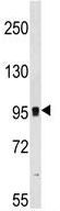 Anti-Metabotropic Glutamate Receptor 7 antibody (ab130491) at 1/100 dilution + 293 cell line lysate at 35 µg