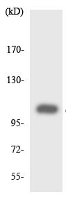 Anti-Metabotropic Glutamate Receptor 7 antibody (ab136823) at 1/500 dilution + HUVEC cell lysate at 30 µg