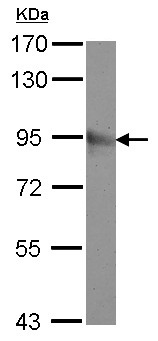 Anti-Metabotropic Glutamate Receptor 8 antibody - N-terminal (ab153946) at 1/500 dilution + A549 whole cell lysate at 30 µg