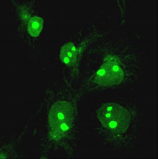 Ab31541 staining Methionyl tRNA synthetase in the Cos-1 cell line by Immunofluorescence.