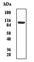 Anti-Methionyl tRNA synthetase antibody (ab31541) + HEK293 cell line