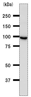Anti-Methionyl tRNA synthetase antibody [MARSD10B4] (ab50793) at 1/100 dilution + HeLa whole cell lysate at 50 µgSecondaryMouse IgG antibody at 1/2500 dilution