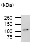 Immunoprecipitation from 200ug RIPA lysate of HeLa cells using 5ug of ab50793. Visualized by Western Blot using ab50793 at 1/100 dilution, anti-mouse IgG secondary 1/1000 and ECL detection.