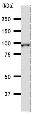 Anti-Methionyl tRNA synthetase antibody [MARSD10B4] (ab50793) at 1/100 dilution + NIH3T3 whole cell lysate at 50 µgSecondaryMouse IgG antibody at 1/2500 dilution