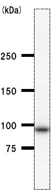 Anti-Methionyl tRNA synthetase antibody [MARSD10B4] (ab50793) at 1/100 dilution + F2408 whole cell lysate at 50 µgSecondaryMouse IgG antibody