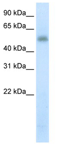 Anti-Methyltransferase like 3 antibody (ab66660) at 5 µg/ml + fetal thymus lysate at 10 µgSecondaryHRP conjugated anti-Rabbit IgG at 1/50000 dilution