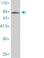 Western blot against tagged recombinant protein immunogen using ab57348 MGC29891 antibody at 1ug/ml.