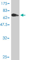 Western blot against tagged recombinant protein immunogen using ab57774 MGC50811 antibody at 1ug/ml.