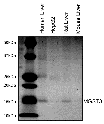 Using MitoSciences' standard immunoprecipitation protocol, ab110309 pulls down the 15kDa MGST3 protein from human and rat liver samples. HepG2 lysate and mouse liver lysate yielded smaller amounts. This identity of this protein was confirmed by mass spectrometry. This gel was stained with coomassie.