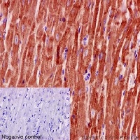 Immunohistochemical analysis of paraffin-embedded mouse cardiac muscle tissue labeling MGST3 with ab192254 at 1/500 dilution followed by pre-diluted HRP Polymer for Rabbit IgG secondary antibody and counter-stained with Hematoxylin.(inset: negative control).