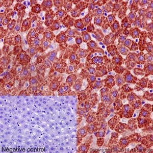 Immunohistochemical analysis of paraffin-embedded rat liver tissue labeling MGST3 with ab192254 at 1/500 dilution followed by pre-diluted HRP Polymer for Rabbit IgG secondary antibody and counter-stained with Hematoxylin.(inset: negative control).