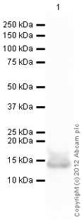 Anti-Histone H4 (acetyl K5) antibody (ab114146) at 1 µg/ml + Calf Thymus Histone Preparation Nuclear Lysate at 0.25 µgSecondaryGoat Anti-Rabbit IgG H&L (HRP) (ab97051) at 1/10000 dilutiondeveloped using the ECL techniquePerformed under reducing conditions.