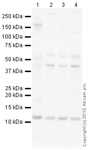 All lanes : Anti-MHF2 antibody (ab104236) at 1 µg/mlLane 1 : Liver (Human) Tissue Lysate - adult normal tissue (ab29889)Lane 2 : HEK293 (Human embryonic kidney cell line) Whole Cell Lysate Lane 3 : U2OS (Human osteosarcoma cell line) Whole Cell LysateLane 4 : HepG2 (Human hepatocellular liver carcinoma cell line) Whole Cell LysateLysates/proteins at 10 µg per lane.SecondaryGoat Anti-Rabbit IgG H&L (HRP) (ab97051) at 1/10000 dilutiondeveloped using the ECL techniquePerformed under reducing conditions.