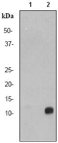 All lanes : Anti-Histone H4 (acetyl K5) antibody [EP1000Y] - ChIP Grade (ab51997) at 1/1000000 dilutionLane 1 : Untreated HeLa cellsLane 2 : TSA treated HeLa callsLysates/proteins at 10 µg per lane.SecondaryGoat anti-rabbit HRP labelled (1:2000)