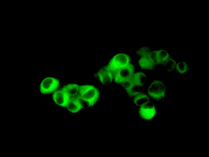 ab129175, at 1/100, staining Microsomal Glutathione S-transferase 1 in HepG2 cells by Immunofluorescence.