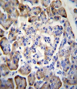 Immunohistochemical analysis of formalin-fixed, paraffin-embedded Human pancreas tissue labeling Midkine with ab170820 at 1/10 dilution, followed by peroxidase conjugation of the secondary antibody and DAB staining.