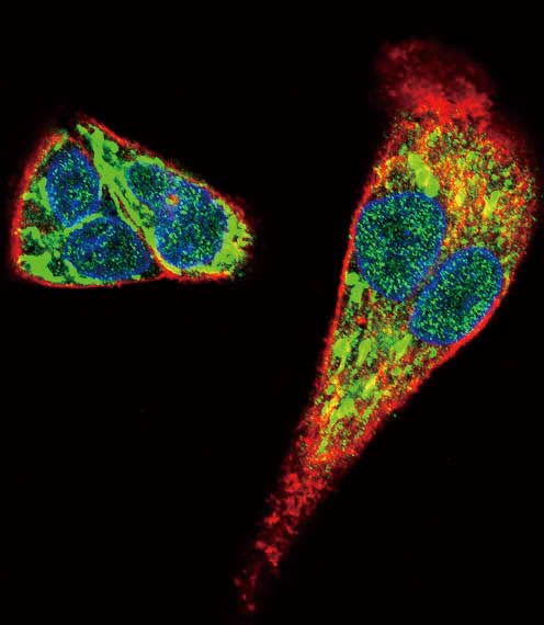 Confocal immunofluorescent analysis of HepG2 cells labeling Midkine with ab170820 at 1/10 dilution, followed by Alexa Fluor 488-conjugated goat anti-rabbit lgG (green). Actin filaments have been labeled with Alexa Fluor555 phalloidin (red). DAPI was used to stain the cell nuclear (blue).