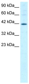 Anti-MIER1 antibody (ab26254) at 1.25 µg/ml + HepG2 (Human hepatocellular liver carcinoma cell line) Whole Cell Lysate (ab7900)SecondaryHRP conjugated anti-Rabbit IgG