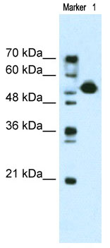 Anti-MIER3 antibody (ab69877) at 0.25 µg/ml + Jurkat cell lysate at 10 µgSecondaryHRP conjugated anti-Rabbit IgG at 1/50000 dilution