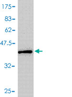 Western blot against tagged recombinant protein immunogen using ab55445 MIF antibody at 1ug/ml. 