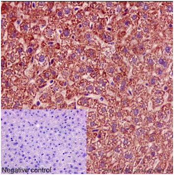 Immunohistochemical analysis of paraffin-embedded Mouse liver tissue labeling Mimitin with ab192267 at 1/200 dilution, followed by prediluted HRP Polymer for Rabbit/Mouse IgG. Counter stained with Hematoxylin. Negative control also shown.