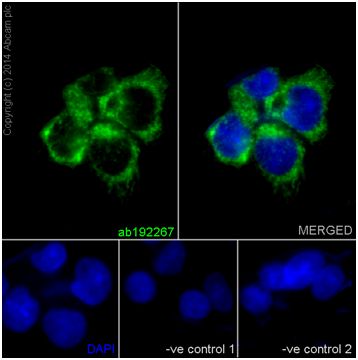 Immunofluorescent analysis of 4% paraformaldehyde-fixed HepG2 cells labeling Mimitin with ab192267 at 1/100 dilution. The cells were permeabilised with 0.1% Triton X-100. Goat anti-rabbit IgG (Alexa Fluor® 488) (ab150077) at 1/200 dilution was used as the secondary antibody (green). The nuclear counter stain is DAPI (blue). Negative controls, ab192267 at 1/100 dilution followed by ab150120 (AlexaFluor®594 Goat anti-Mouse secondary) at 1/500 dilution.
