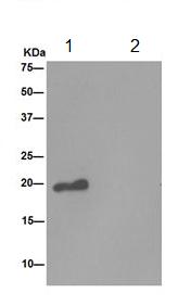 Western blot analysis of Mimitin in immunoprecipitation pellets from MDA-MB-435 lysate. ab192267 used at 1/60 dilution (Lane 1) or PBS (Lane 2). Secondary antibody Anti-Rabbit IgG (HRP), specific to the non-reduced form of IgG at a1/1000 dilution.