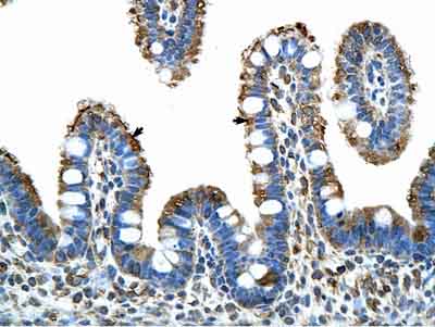 ab50908 at a concentration of 4-8µg/ml positively labelling epithelial cells of human intestinal villus(indicated by arrows) in paraffin-embedded tissue. Magnification 400X