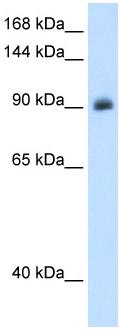 Anti-Mineralocorticoid Receptor antibody (ab62532) at 1.25 µg/ml + A172 cell lysate at 10 µgSecondaryHRP conjugated anti-Rabbit IgG at 1/50000 dilution