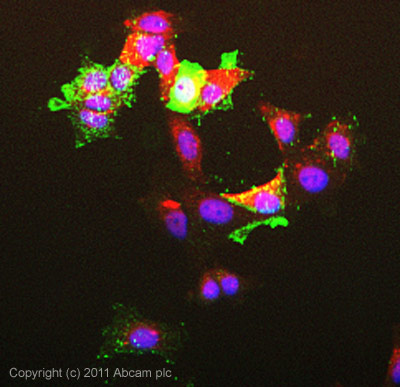 ICC/IF image of ab41912 stained HeLa cells. The cells were 100% methanol fixed (5 min) and then incubated in 1%BSA / 10% normal goat serum / 0.3M glycine in 0.1% PBS-Tween for 1h to permeabilise the cells and block non-specific protein-protein interactions. The cells were then incubated with the antibody (ab41912, 1µg/ml) overnight at +4°C. The secondary antibody (green) was Alexa Fluor® 488 goat anti-mouse IgG (H+L) used at a 1/1000 dilution for 1h. Alexa Fluor® 594 WGA was used to label plasma membranes (red) at a 1/200 dilution for 1h. DAPI was used to stain the cell nuclei (blue) at a concentration of 1.43µM.