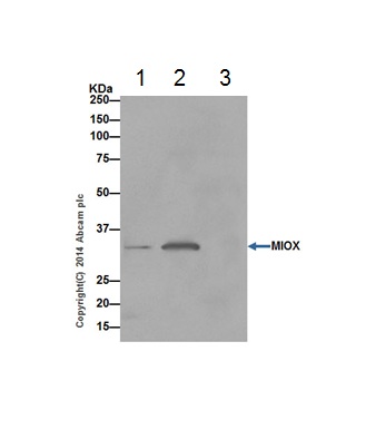 MIOX was immunoprecipitated from 1mg of Mouse kidney whole cell lysate with ab199729 at 1/30 dilution. Western blot was performed from the immunoprecipitate using ab199729 at 1/2000 dilution. Anti-Rabbit IgG (HRP), specific to the non-reduced form of IgG, was used as secondary antibody at 1/1500 dilution.Lane 1: Mouse kidney whole cell lysate 10 µg (Input). Lane 2: ab199729 IP in Mouse kidney whole cell lysate. Lane 3: Rabbit monoclonal IgG (ab172730) instead of ab199729 in Mouse kidney whole cell lysate.Blocking and dilution buffer and concentration: 5% NFDM/TBST.