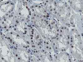 Immunohistochemical analysis of Paraffin-embedded Human kidney tissue labelling MIPEP with ab131647 at 1/150.