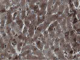 Immunohistochemical analysis of Paraffin-embedded Human liver tissue labelling MIPEP with ab131647 at 1/150.